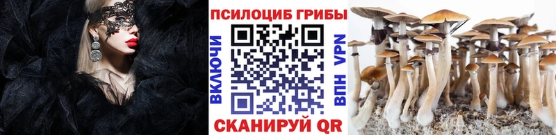 где можно купить   Жиздра  Псилоцибиновые грибы GOLDEN TEACHER 
